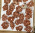 Lot: / to / Twinned Aragonite Clusters - Pieces #134148-1